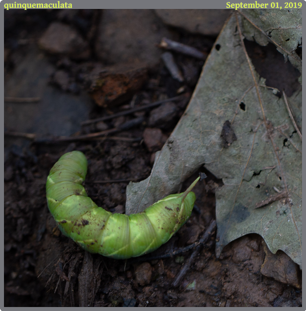 quinquemaculata, taken 2019-09-01 || Canon Canon EOS 6D | 100mm | 1/30s @ f/2.8