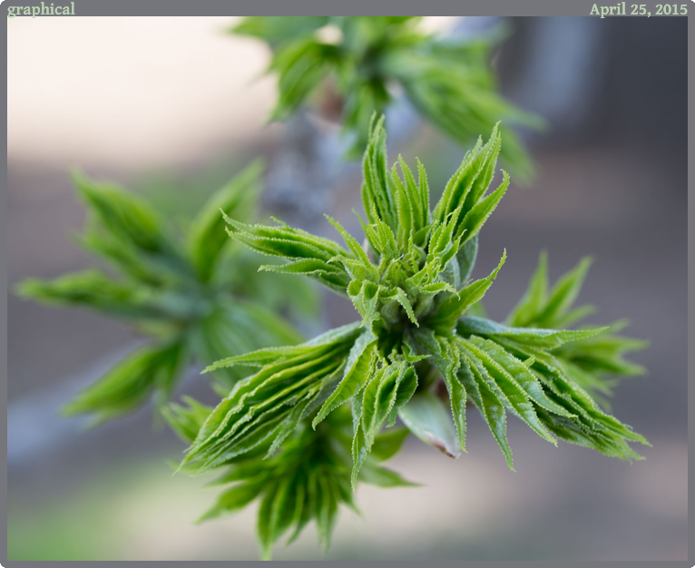 graphical, taken 2015-04-25 || Canon Canon EOS 6D | 100mm | 1/50s @ f/5
