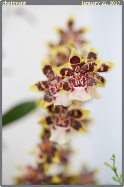 chatoyant, taken 2017-01-22 || Canon Canon EOS 6D | 100mm | 1/50s @ f/4