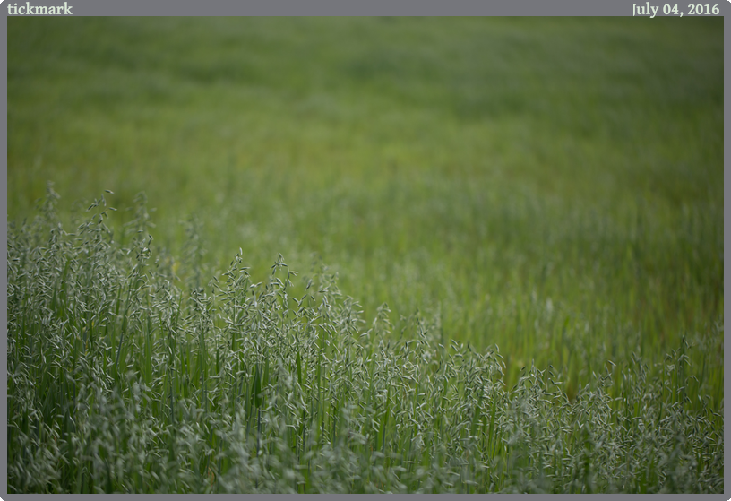 tickmark, taken 2016-07-04 || Canon Canon EOS 6D | 100mm | 1/1600s @ f/2.8