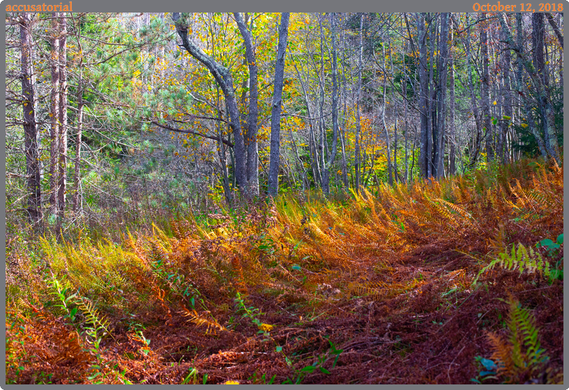 accusatorial, taken 2018-10-12 || Canon Canon EOS 6D | 50mm | 1/400s @ f/8