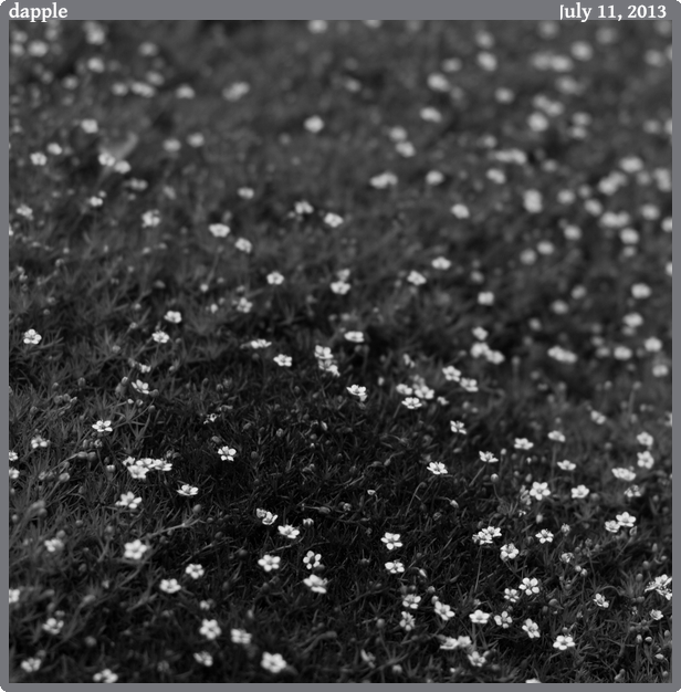 dapple, taken 2013-07-11 || Canon Canon EOS REBEL T2i | 50mm | 1/1000s @ f/2.8