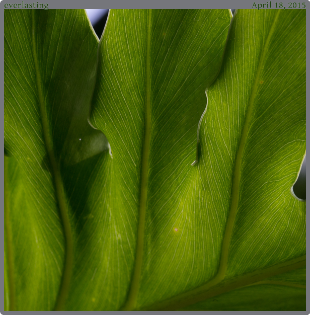 everlasting, taken 2015-04-18 || Canon Canon EOS 6D | 100mm | 1/250s @ f/16