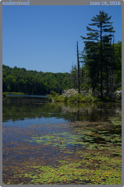 understood, taken 2016-06-18 || Canon Canon EOS REBEL T2i | 45mm | 1/80s @ f/5.6