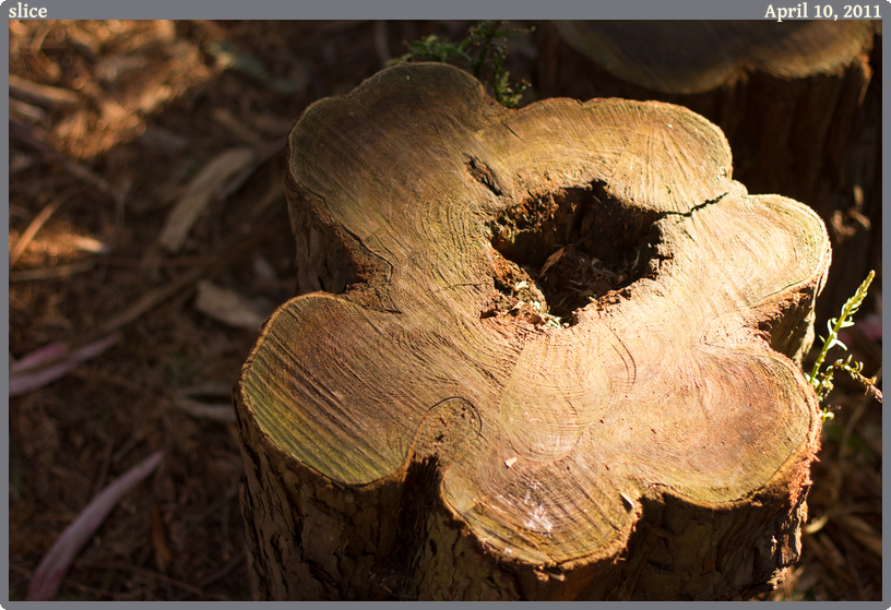 slice, taken 2011-04-10 || Canon Canon EOS REBEL T2i | 50mm | 1/160s @ f/2