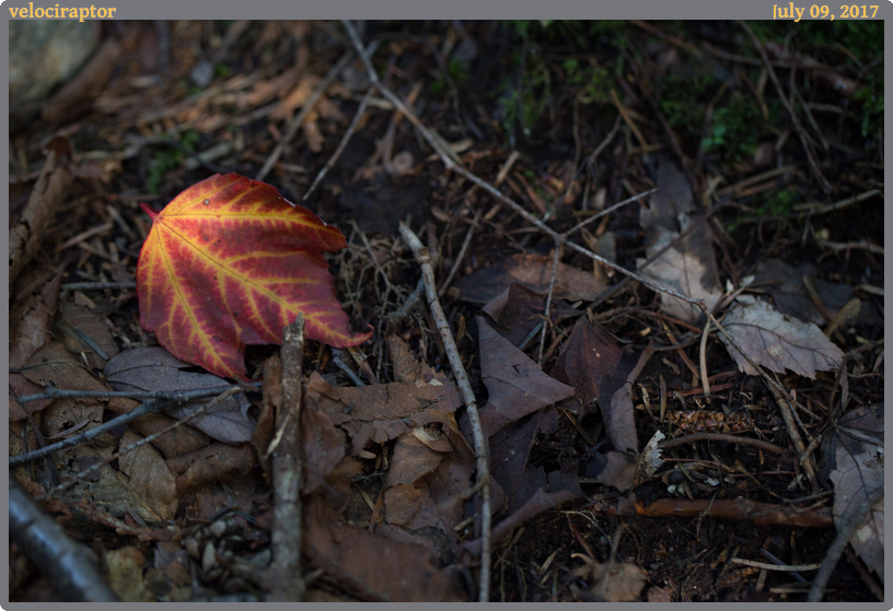 velociraptor, taken 2017-07-09 || Canon Canon EOS 6D | 100mm | 1/30s @ f/3.5