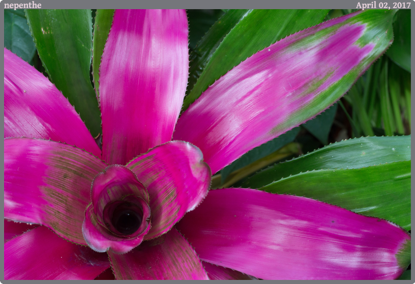 nepenthe, taken 2017-04-02 || Canon Canon EOS 6D | 100mm | 1/25s @ f/9