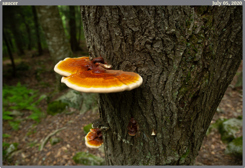 saucer, taken 2020-07-05 || Canon Canon EOS 6D | 24mm | 1/20s @ f/3.5