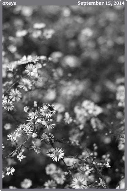 oxeye, taken 2014-09-15 || Canon Canon EOS REBEL T2i | 50mm | 1/3200s @ f/2.5