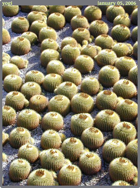 yogi, taken 2006-01-05 || NIKON E950 | 17.9 | 1/98s @ f/6.4