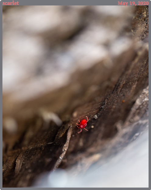 scarlet, taken 2020-05-19 || Canon Canon EOS 6D | 100mm | 1/50s @ f/2.8