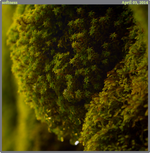 softness, taken 2014-04-03 || Canon Canon EOS REBEL T2i | 100mm | 1/80s @ f/5