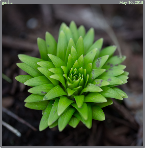 garlic, taken 2015-05-10 || Canon Canon EOS 6D | 100mm | 1/60s @ f/2.8