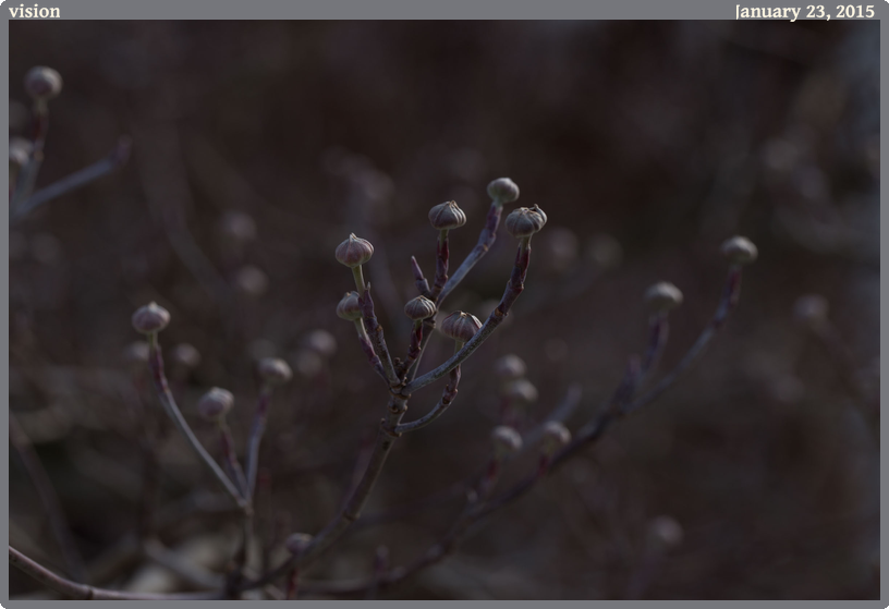 vision, taken 2015-01-23 || Canon Canon EOS 6D | 100mm | 1/160s @ f/8