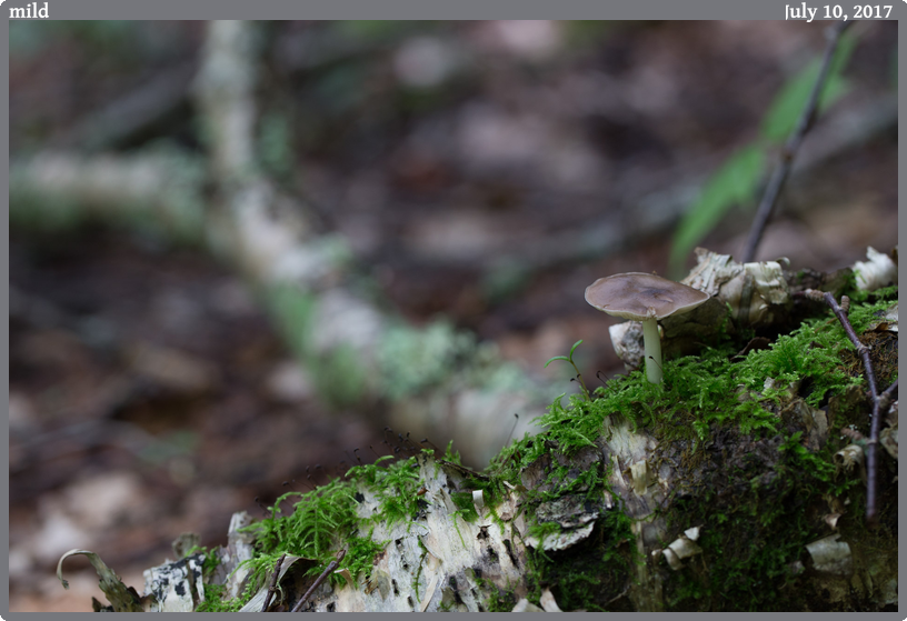 mild, taken 2017-07-10 || Canon Canon EOS 6D | 100mm | 1/50s @ f/4.5