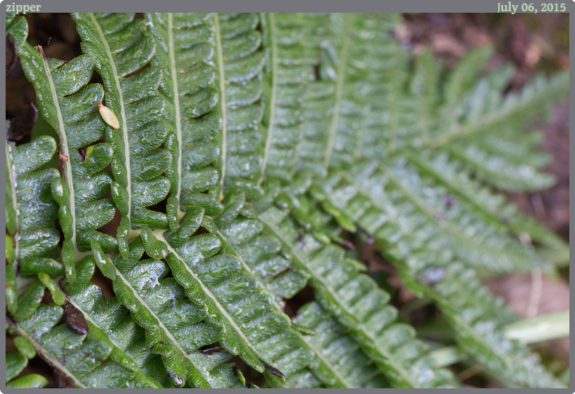 zipper, taken 2015-07-06 || Canon Canon EOS 6D | 100mm | 1/125s @ f/11