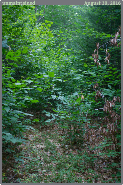 unmaintained, taken 2016-08-30 || Canon Canon EOS REBEL T2i | 33mm | 1/20s @ f/4.5