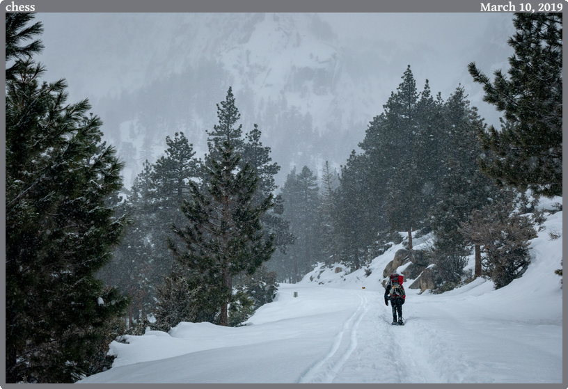 chess, taken 2019-03-10 || Panasonic DC-ZS200 | 252mm | 1/1250s @ f/4.6