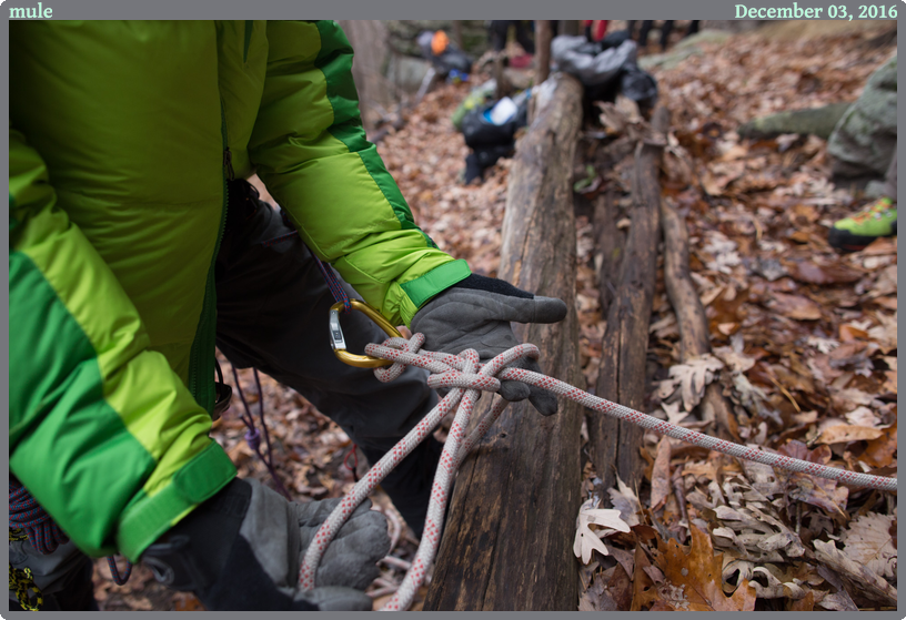 mule, taken 2016-12-03 || Canon Canon EOS 6D | 24mm | 1/160s @ f/3.5