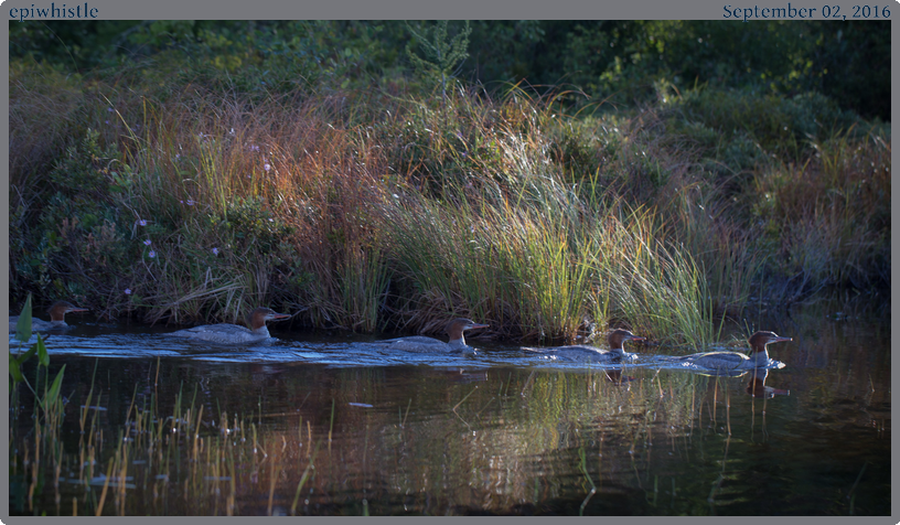 epiwhistle, taken 2016-09-02 || Canon Canon EOS 6D | 100mm | 1/125s @ f/4.5