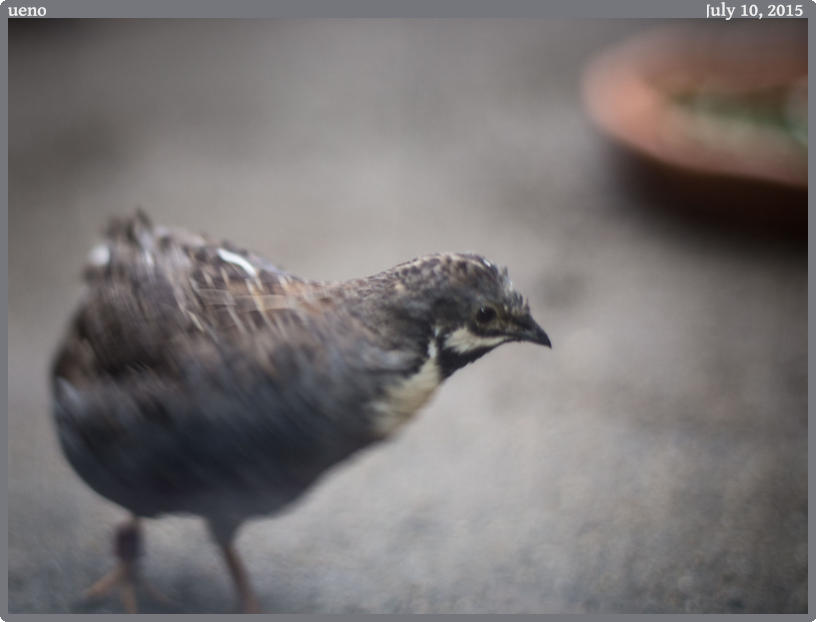 ueno, taken 2015-07-10 || Canon Canon EOS 6D | 50mm | 1/60s @ f/1.8