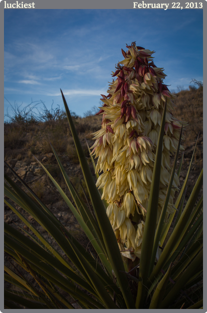 luckiest, taken 2013-02-22 || Canon Canon EOS REBEL T2i | 36mm | 1/50s @ f/10
