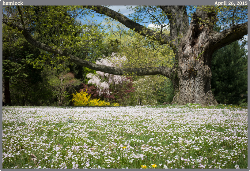 hemlock, taken 2015-04-26 || Canon Canon EOS 6D | 50mm | 1/40s @ f/22