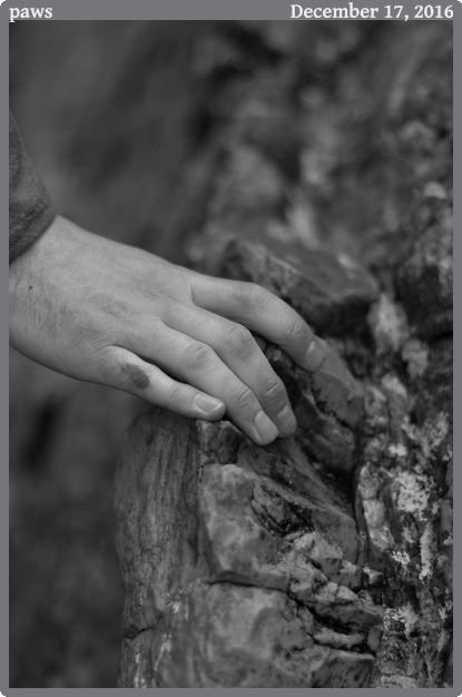 paws, taken 2016-12-17 || Canon Canon EOS REBEL T2i | 50mm | 1/640s @ f/1.8