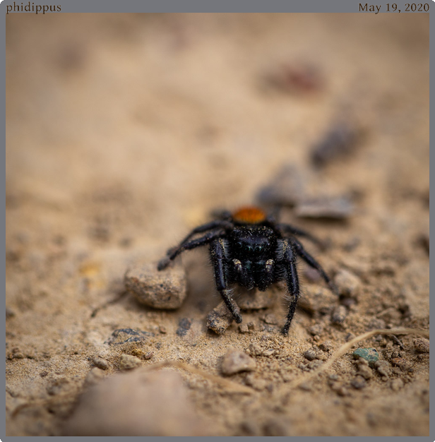 phidippus, taken 2020-05-19 || Canon Canon EOS 6D | 100mm | 1/320s @ f/3.2