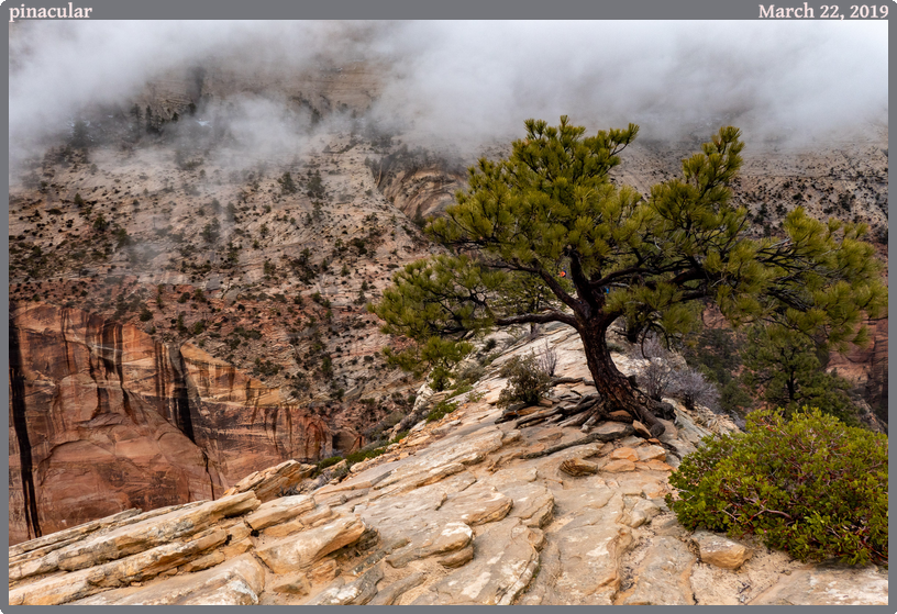 pinacular, taken 2019-03-22 || Panasonic DC-ZS200 | 98mm | 1/160s @ f/7.1