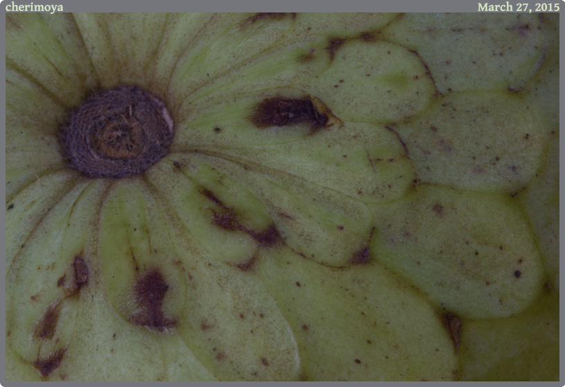 cherimoya, taken 2015-03-27 || Canon Canon EOS 6D | 100mm | 30s @ f/32