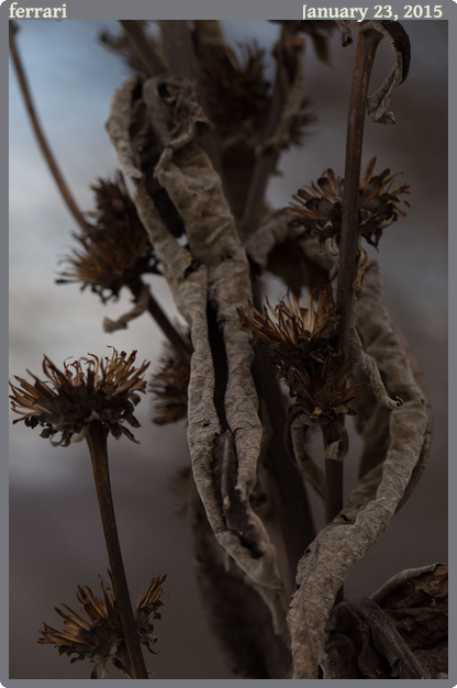 ferrari, taken 2015-01-23 || Canon Canon EOS 6D | 100mm | 1/320s @ f/5.6