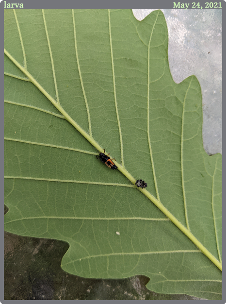 larva, taken 2021-05-24 || Google Pixel 2 | 4.442 | 1/640s @ 1.8