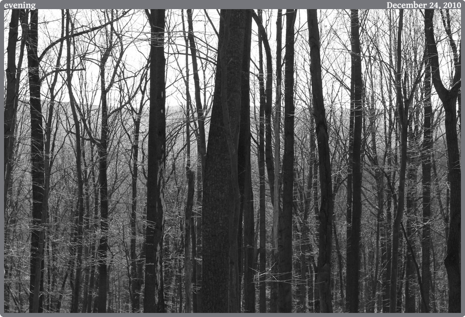evening, taken 2010-12-24 || Canon Canon EOS REBEL T2i | 50mm | 1/200s @ f/6.3