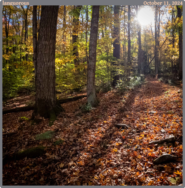 languorous, taken 2024-10-11 || GoPro HERO10 Black | 2.71 | 1/590s @ 2.5