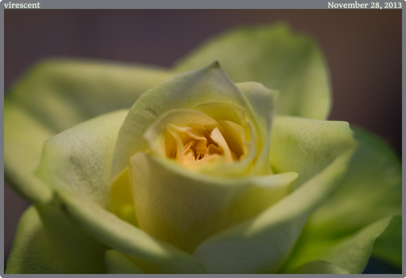 virescent, taken 2013-11-28 || Canon Canon EOS REBEL T2i | 100mm | 1/80s @ f/2.8