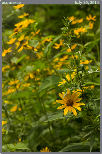 acquiesce, taken 2014-07-20 || Canon Canon EOS REBEL T2i | 50mm | 1/100s @ f/5.6