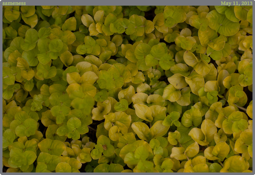 sameness, taken 2013-05-11 || Canon Canon EOS REBEL T2i | 50mm | 1/1250s @ f/2.5