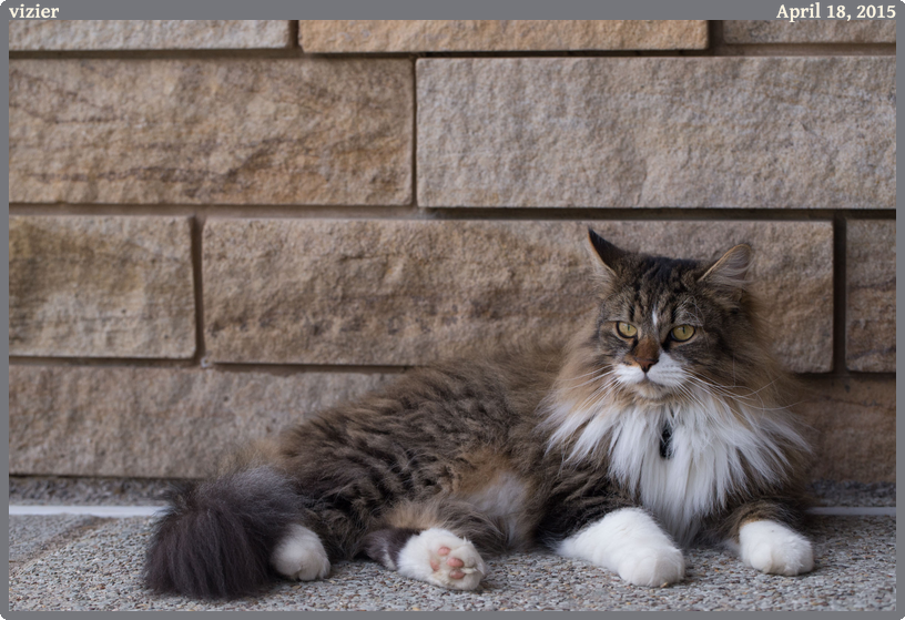 vizier, taken 2015-04-18 || Canon Canon EOS 6D | 100mm | 1/640s @ f/5.6