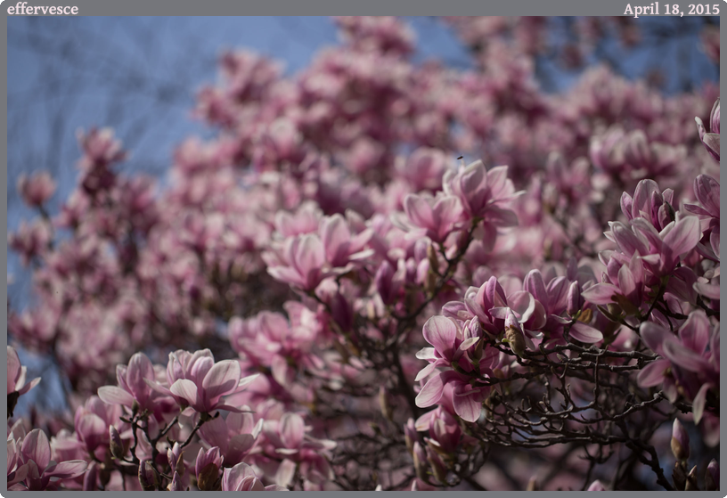 effervesce, taken 2015-04-18 || Canon Canon EOS 6D | 100mm | 1/2500s @ f/2.8