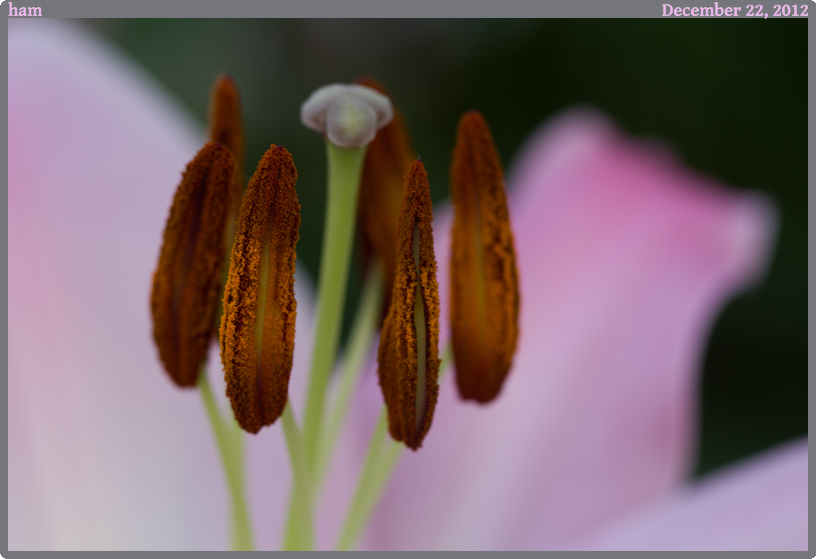 ham, taken 2012-12-22 || Canon Canon EOS REBEL T2i | 100mm | 1/50s @ f/4.5