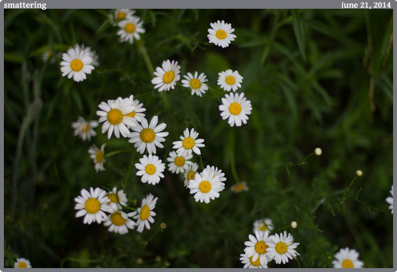 smattering, taken 2014-06-21 || Canon Canon EOS REBEL T2i | 50mm | 1/1600s @ f/1.4