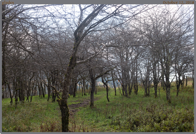glades, taken 2018-10-12 || Canon Canon EOS 6D | 50mm | 1/640s @ f/11