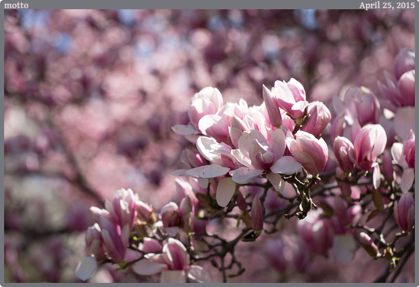 motto, taken 2015-04-25 || Canon Canon EOS 6D | 100mm | 1/500s @ f/4
