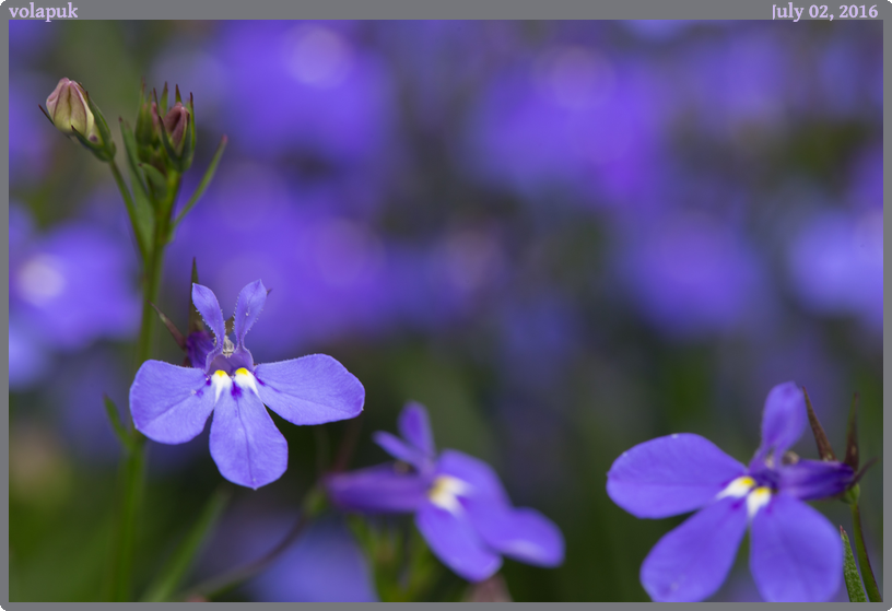 volapuk, taken 2016-07-02 || Canon Canon EOS 6D | 100mm | 1/40s @ f/9