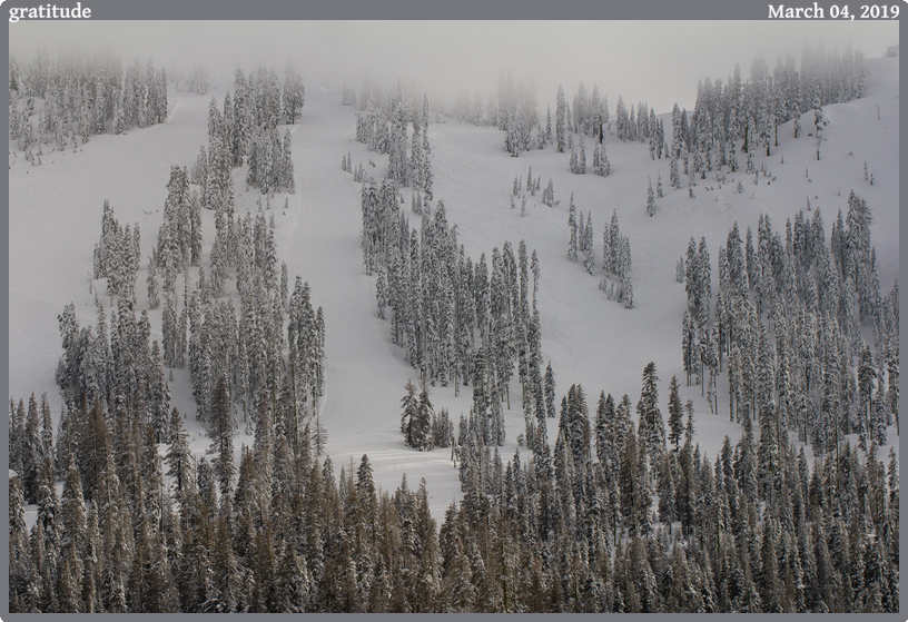 gratitude, taken 2019-03-04 || Canon Canon EOS REBEL T2i | 100mm | 1/640s @ f/5