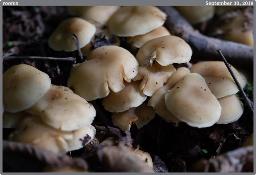 rooms, taken 2018-09-30 || Canon Canon EOS 6D | 100mm | 1/320s @ f/3.5