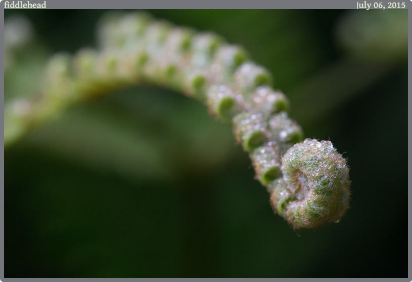 fiddlehead, taken 2015-07-06 || Canon Canon EOS 6D | 100mm | 1/320s @ f/10