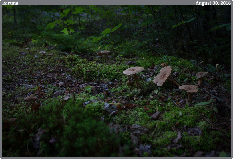karuna, taken 2016-08-30 || Canon Canon EOS REBEL T2i | 20mm | 1/8s @ f/3.5