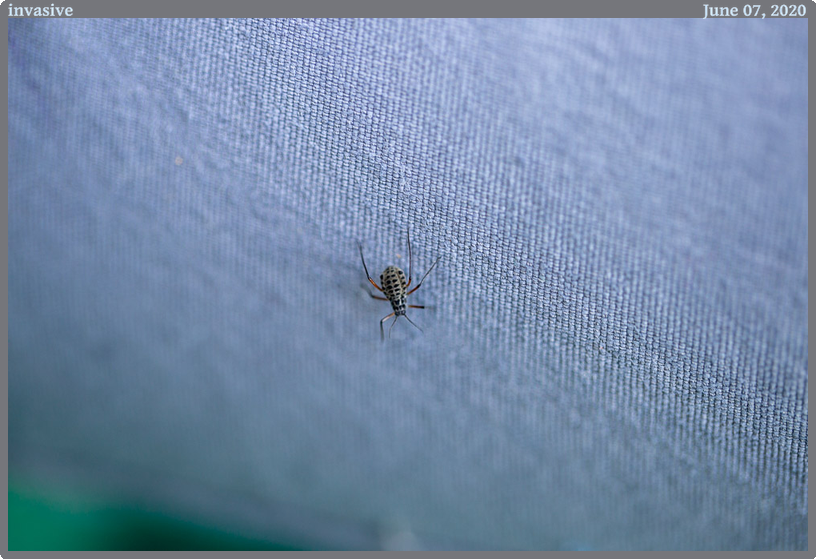 invasive, taken 2020-06-07 || Canon Canon EOS 6D | 100mm | 1/40s @ f/2.8